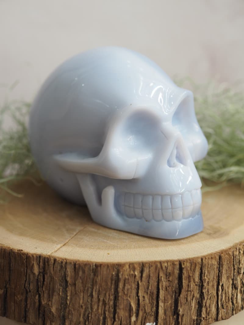 11 Lebka velka Chalcedon